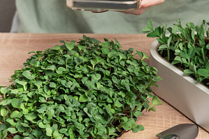 Woman taking photo of microgreens with smartphone, home gardenin, a Food & Drink Photo by Olena Rudo