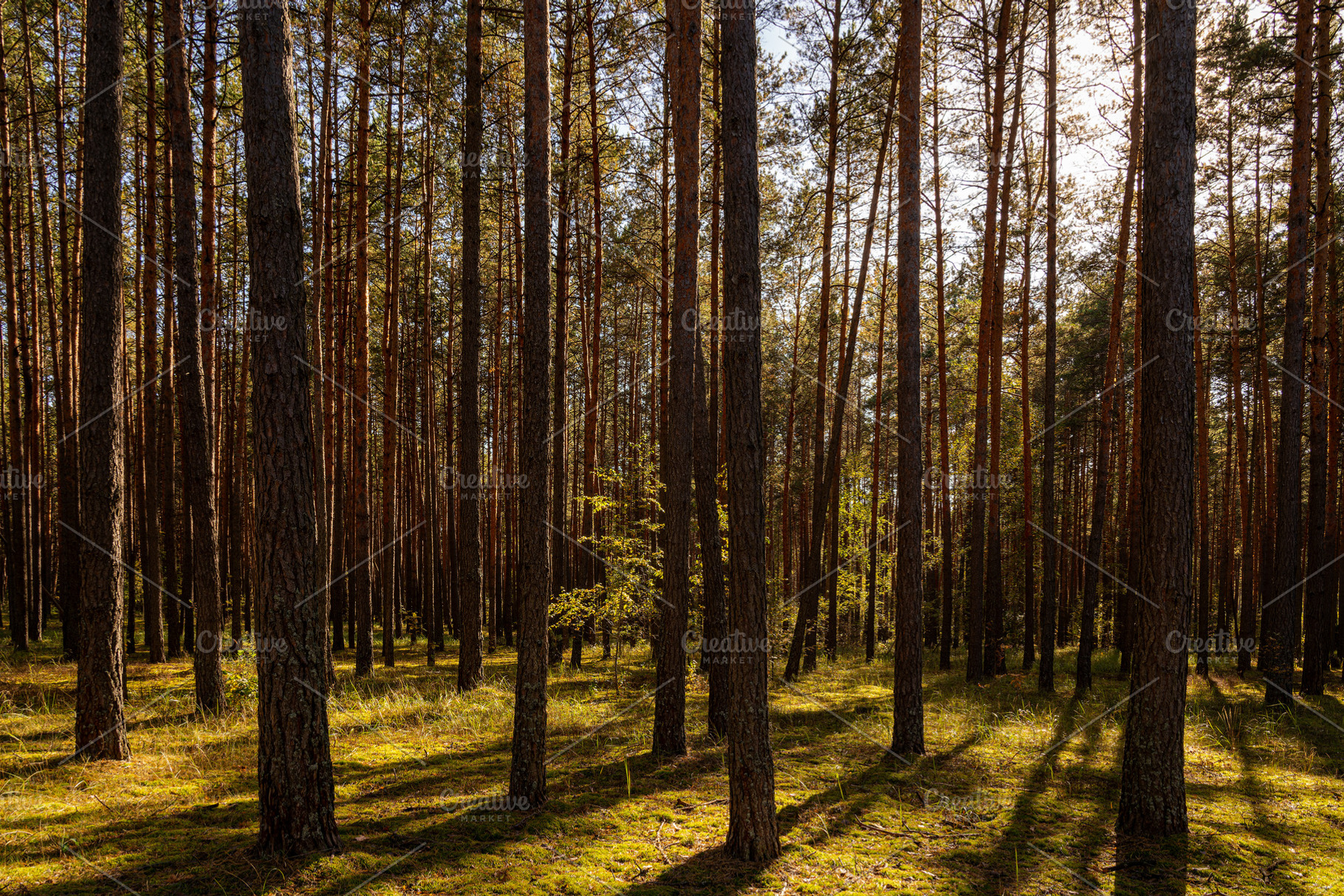 Sunrise or sunset in tall pine forest with long shadows on mossy ground. Nature, a Nature Photo by Eugene_Photo