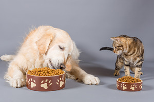 Dog and cat eating stock photo containing dog and cat