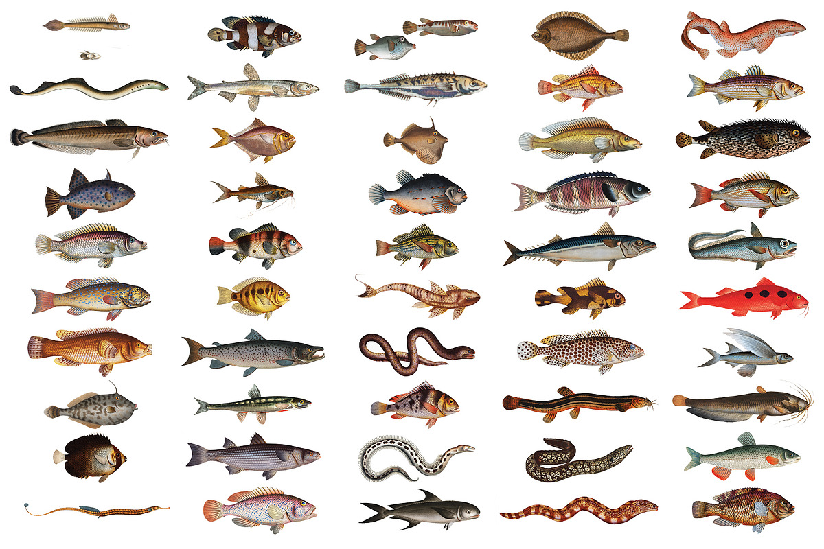 500+ Vintage Fish Illustrations, an Illustration by Dene Studios (Photo 12 of 15)