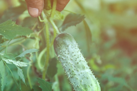 Hand of farmer hold Green cucumber on a branch in a greenhouse., an Industrial Photo by TanaCh