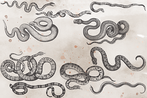 VintageVectorized-Snakes Clipart