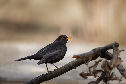 Blackbird (Turdus Merula) singing in, an Animal Photo by AlexBush