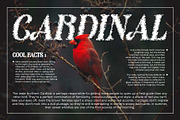 Adevas Unfocus, a Serif Font by Craft Supply Co. (Thumbnail 7 of 8)
