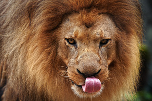 Hungry stock picture