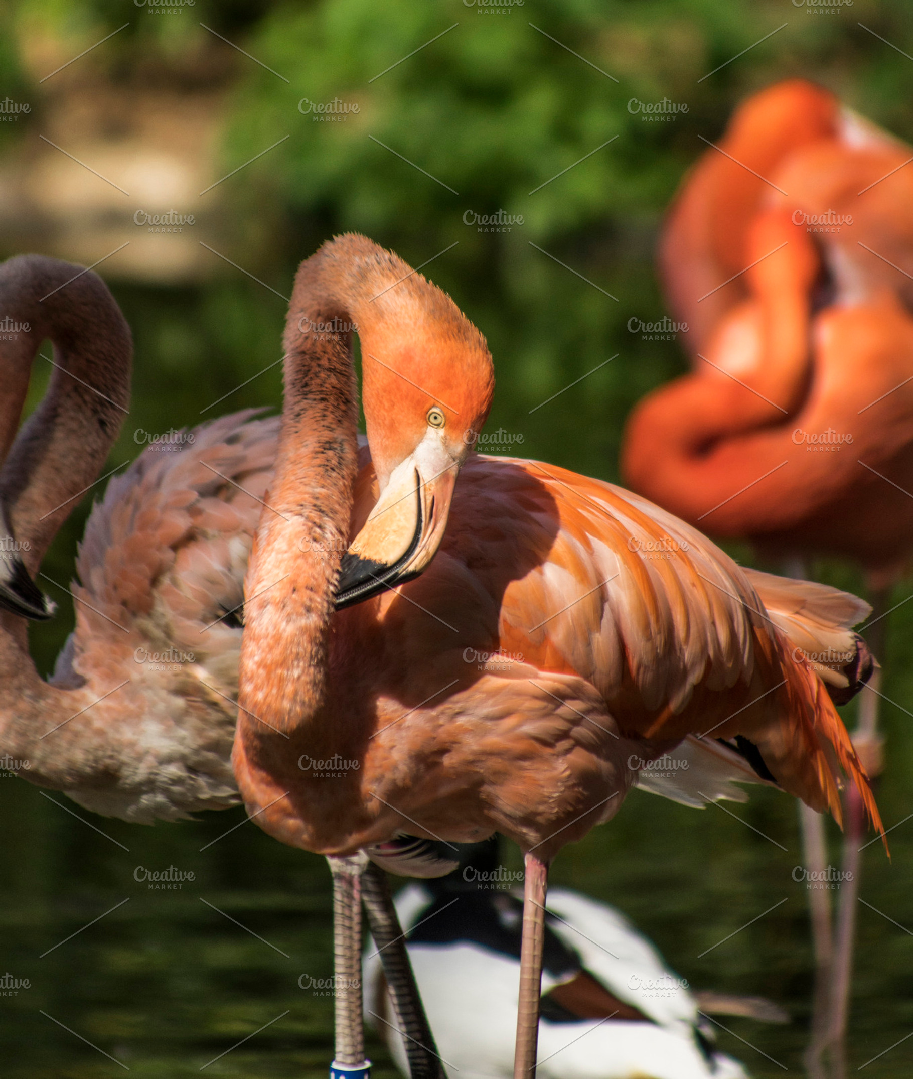 Flamingos, a Photo by Photo shack