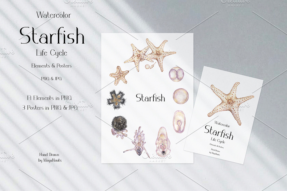 Watercolor Starfish Life Cycle Set, an Education Illustration by MayaNavits (Photo 2 of 8)
