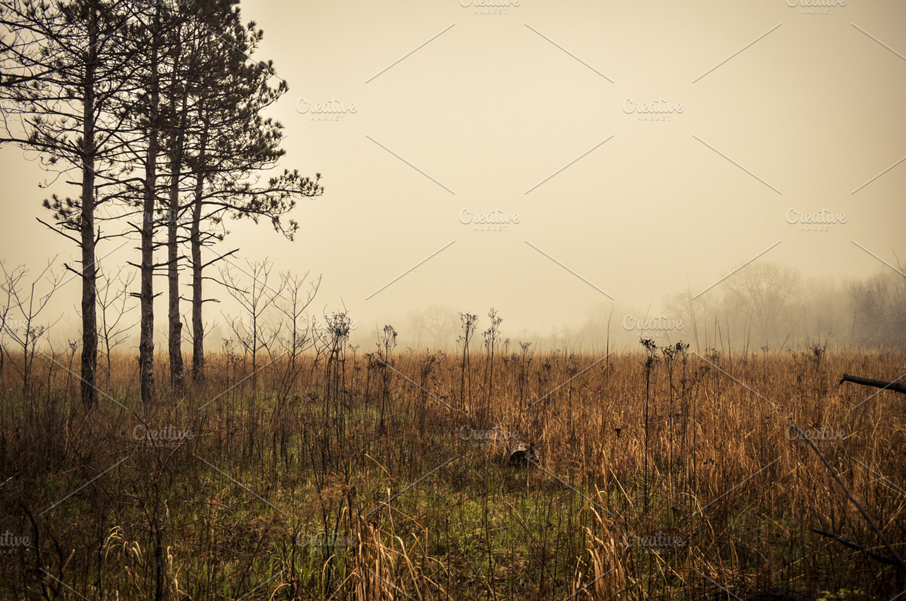 Meadow Fog