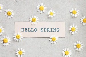 Hello Spring Card with Chamomile Daisies on Minimal Background, a Holiday Photo by Natalia Klenova's Shop