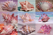 60 Aesthetic Seashells Stock Photos, a Nature Photo by Incomelion (Thumbnail 8 of 14)