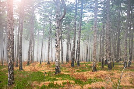 Mystery misty forest with sun, a Nature Photo by Vapi