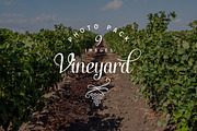 Vineyard photo pack, a Nature Photo by outlinez (Thumbnail 1 of 3)