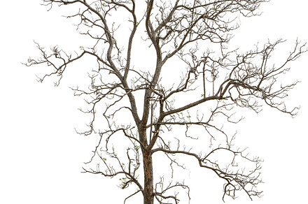 Tree on white background