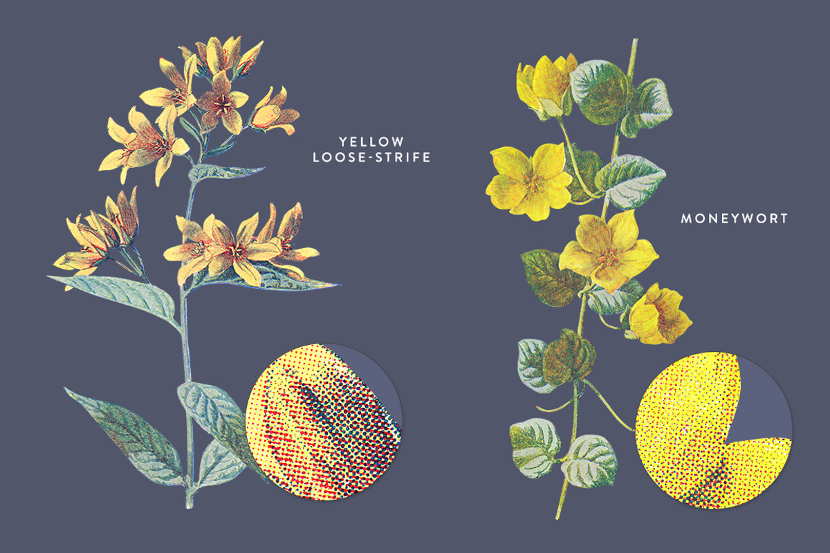 Vintage Flower Illustrations Bundle, an Illustration by Greta Ivy (Photo 16 of 62)