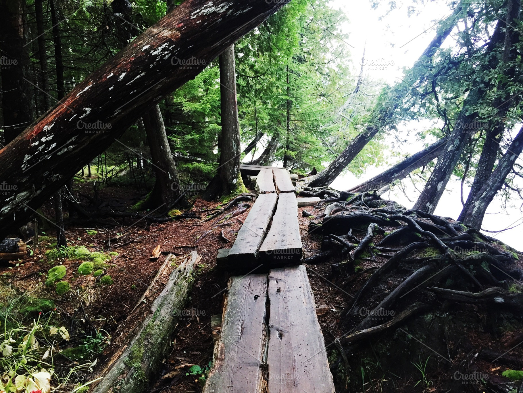 Acadia National Park Trail Photo, a Nature Photo by AmandaFagan