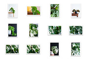 Little Jungle Image Bundle 3, a Nature Photo by Lum3n (Thumbnail 3 of 3)