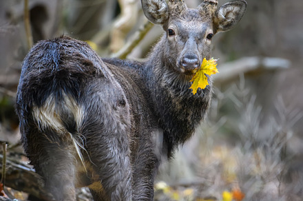 Portrait of majestic deer stag in au featuring deer, animal, and autumn, an Animal Photo by Byrdyak
