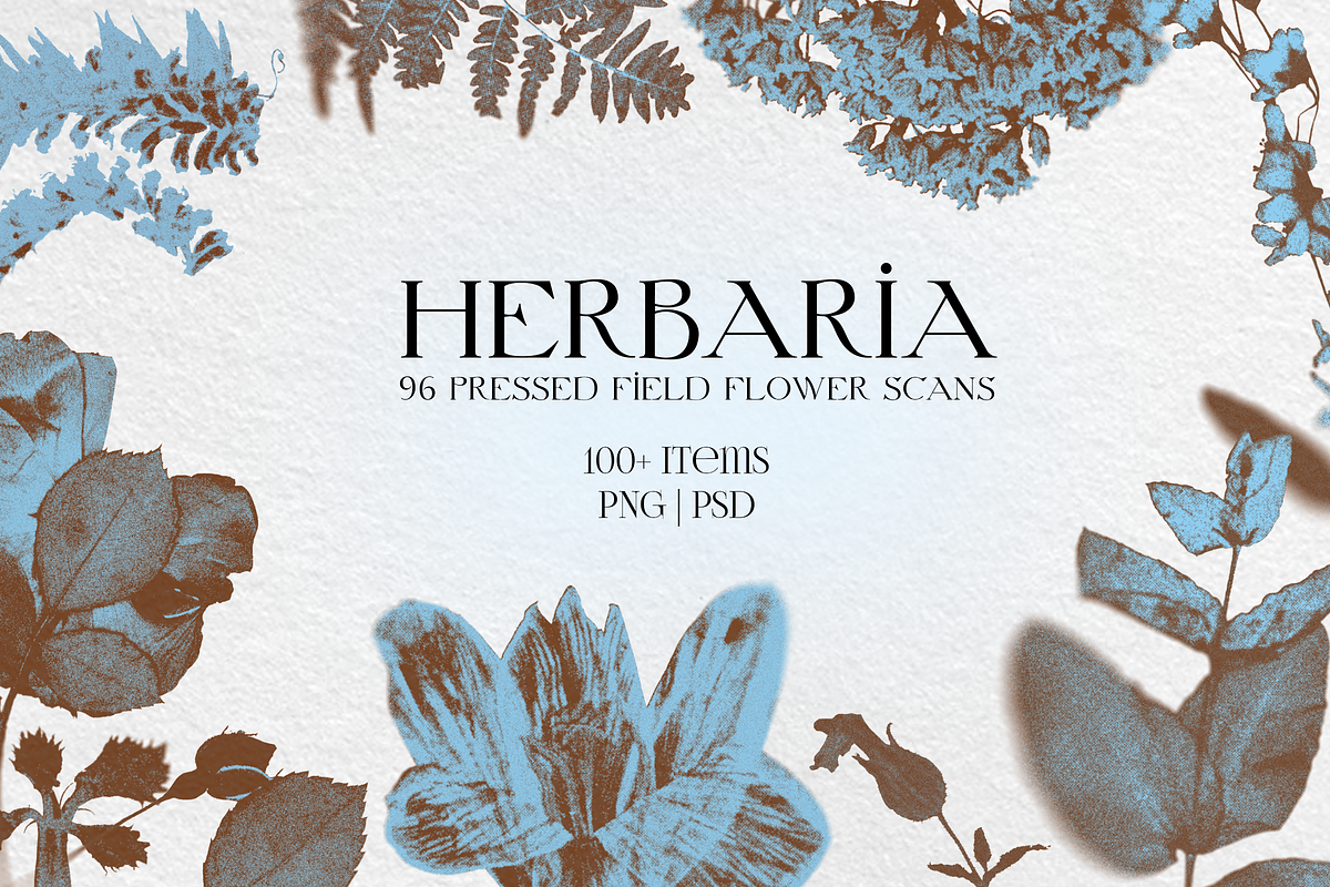 HERBARIA. Pressed Wildflower Scans, an Object Graphic by Schumacher Shop (Photo 1 of 21)