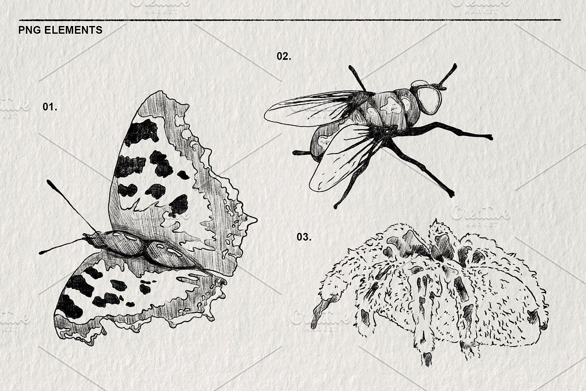 Pencil sketches of insects PNG., an Animal Illustration by LOKSKIH (Photo 3 of 5)