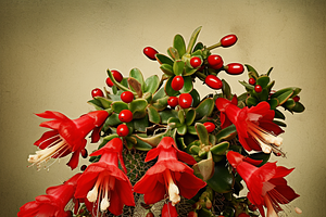 Vintage Christmas Cactus