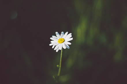 Wildflowers 3 Containing Nature Flower And Flowers preview 6