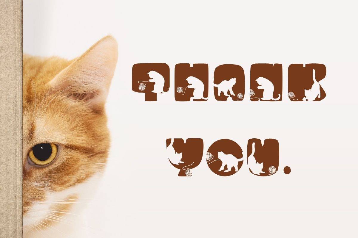 Funny Cats – Cute Decorative Font, a Symbol Font by AnningArts (Photo 3 of 6)