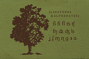 Organic Tobacco, a Serif Font by Hederae Type Foundry (Thumbnail 7 of 7)