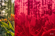 Duotone Collection II PS Actions, an Action Add-On by RockShutter (Thumbnail 7 of 8)