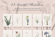 Les liliacees Flowers, an Illustration by Cody Dennison (Thumbnail 2 of 5)