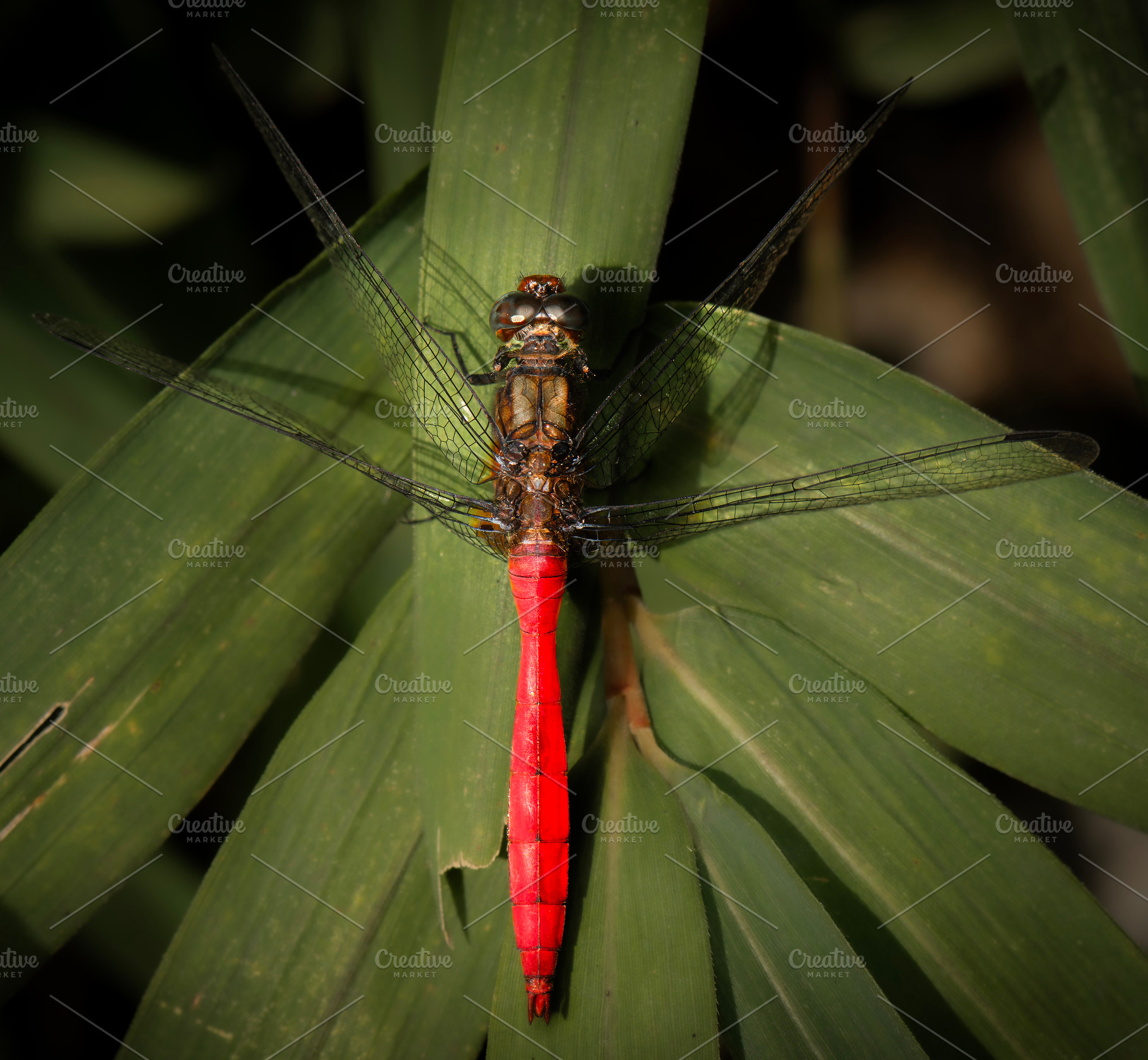 Fiery Skimmer Dragonfly, an Animal Photo by Rob D Animal Photography