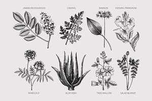 Apothecary Plants & Herbs Vector Set