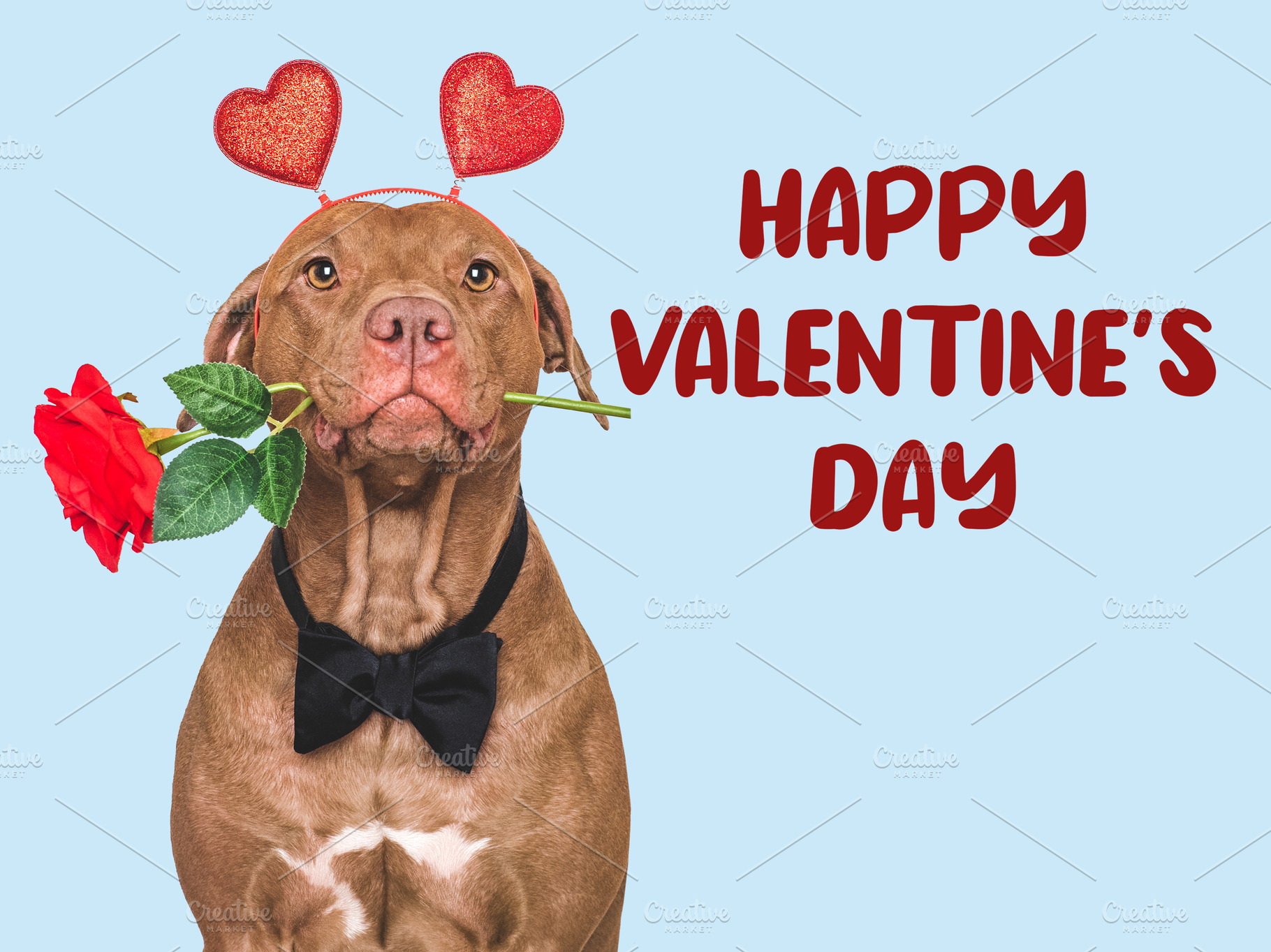 Happy Valentine's Day. Lovable dog and congratulatory inscription, an Animal Photo by Svetlana Barchan