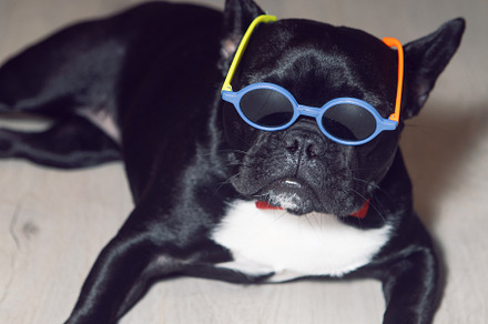 young fashionable in sunglasses colored glasses dog black french bulldog stands, an Animal Photo by SaulichPhoto