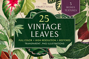 25 Vintage Leaves, an Object Graphic by The Object Atlas (Thumbnail 1 of 5)