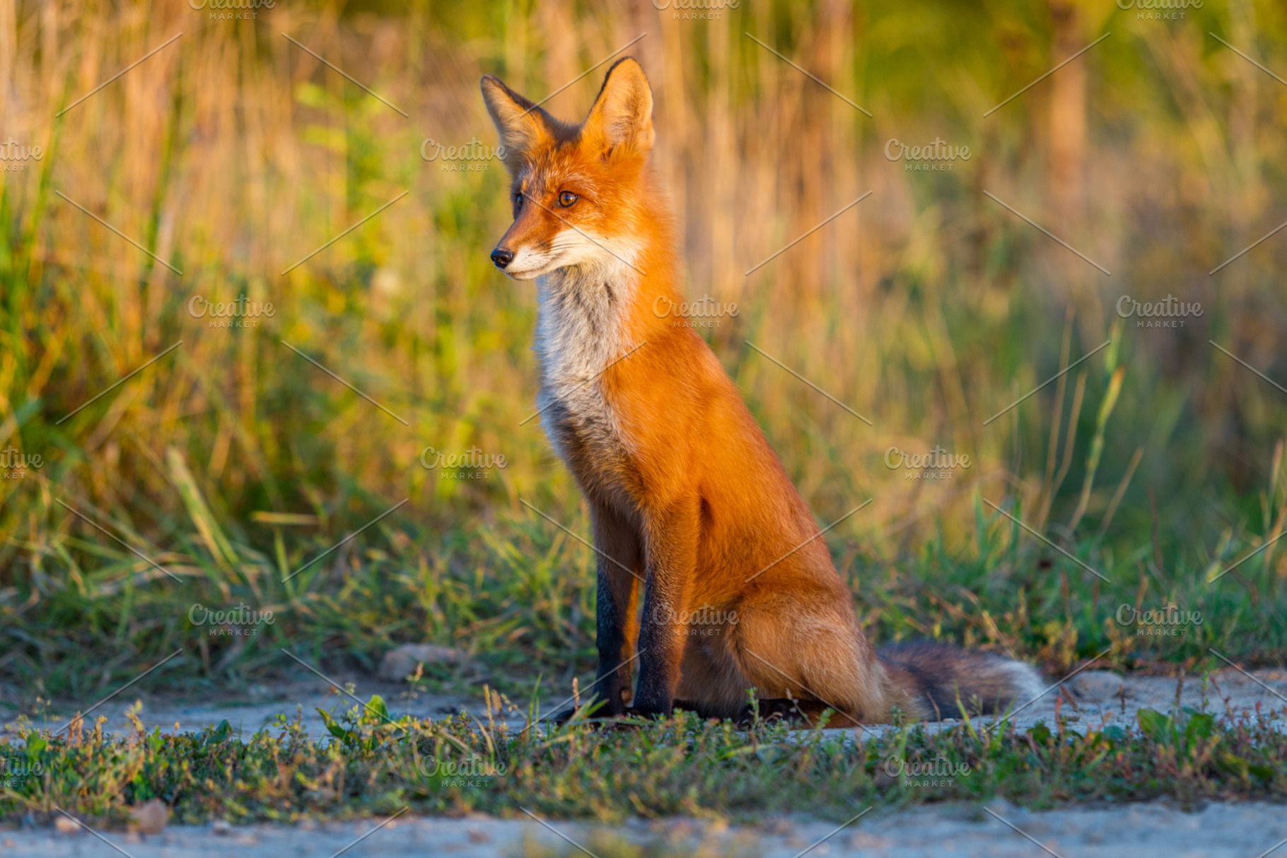 Cute young fox cub on the grass back containing fox, cub, and red, an Animal Photo by oleghz