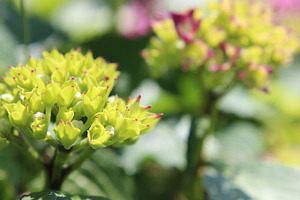 Green hydrangea flower featuring green hydrangea flower, hydrangea, and green