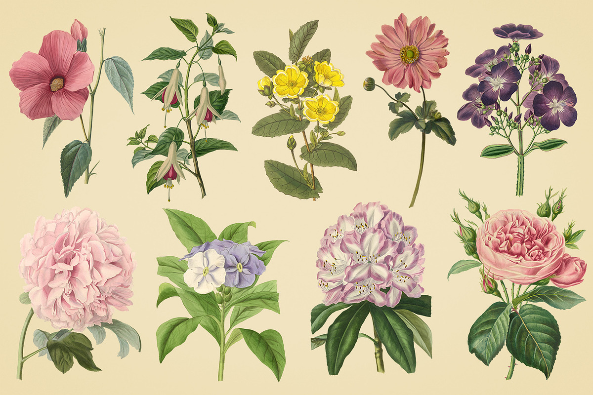 Vintage Illustrations of Flowers, an Illustration by Graphic Goods (Photo 3 of 9)