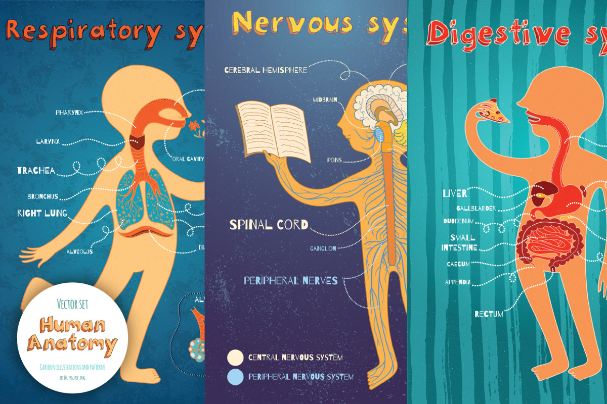 Human Anatomy for kids, an Education Illustration by Shusha Guna Art (Photo 2 of 9)
