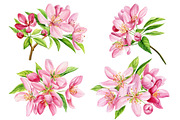Watercolor Cherry blossom Sakura, an Object Illustration by Hanna Hryharenka (Thumbnail 3 of 8)
