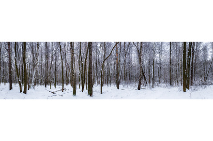 Winter forest panorama