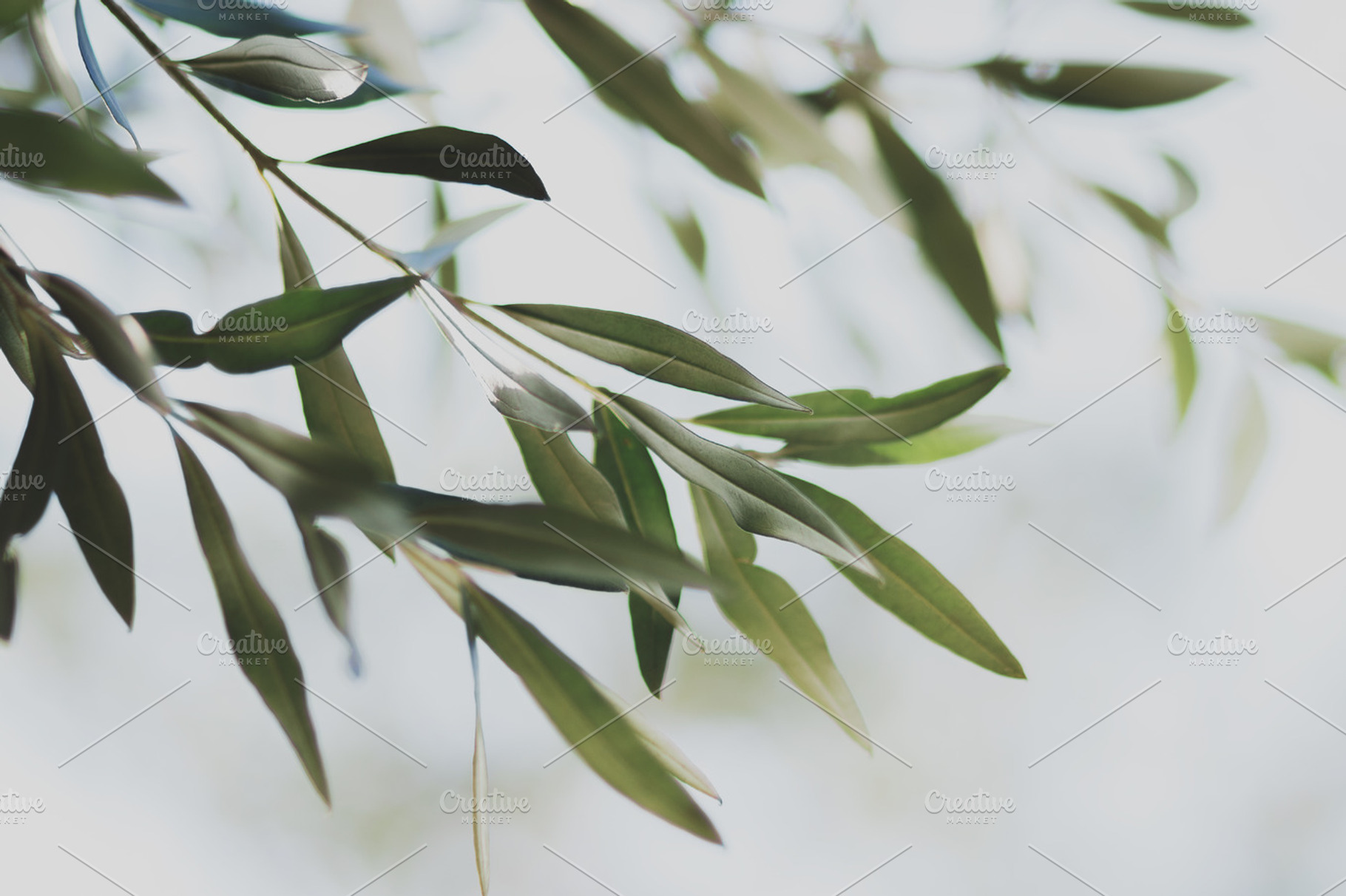 Olive Leaves Light Background Photo, a Nature Photo by René Jordaan Photography