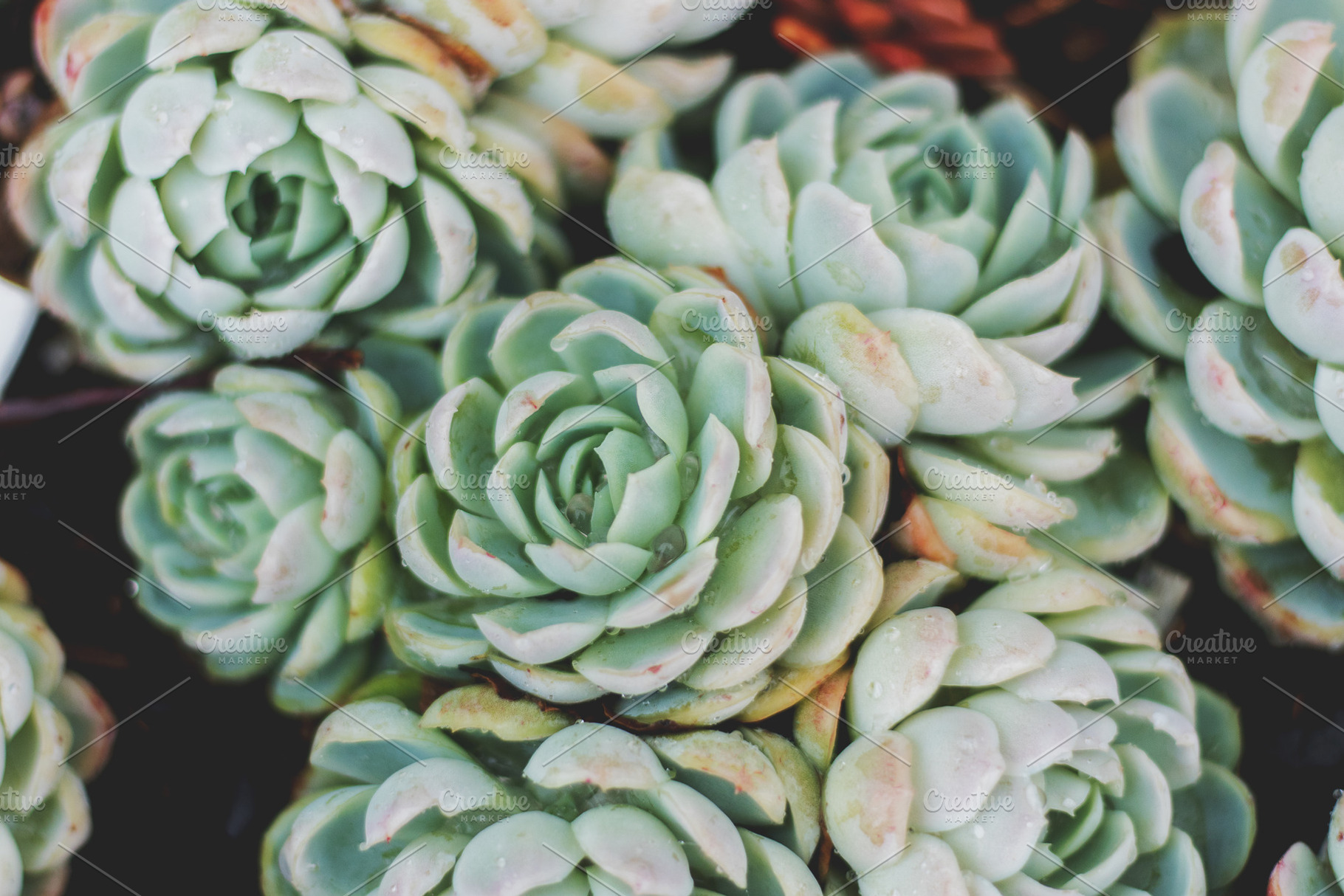 Pastel Echeveria Succulent Photo, a Nature Photo by René Jordaan Photography