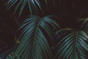 Dark Tropical Palm Leaves Portrait