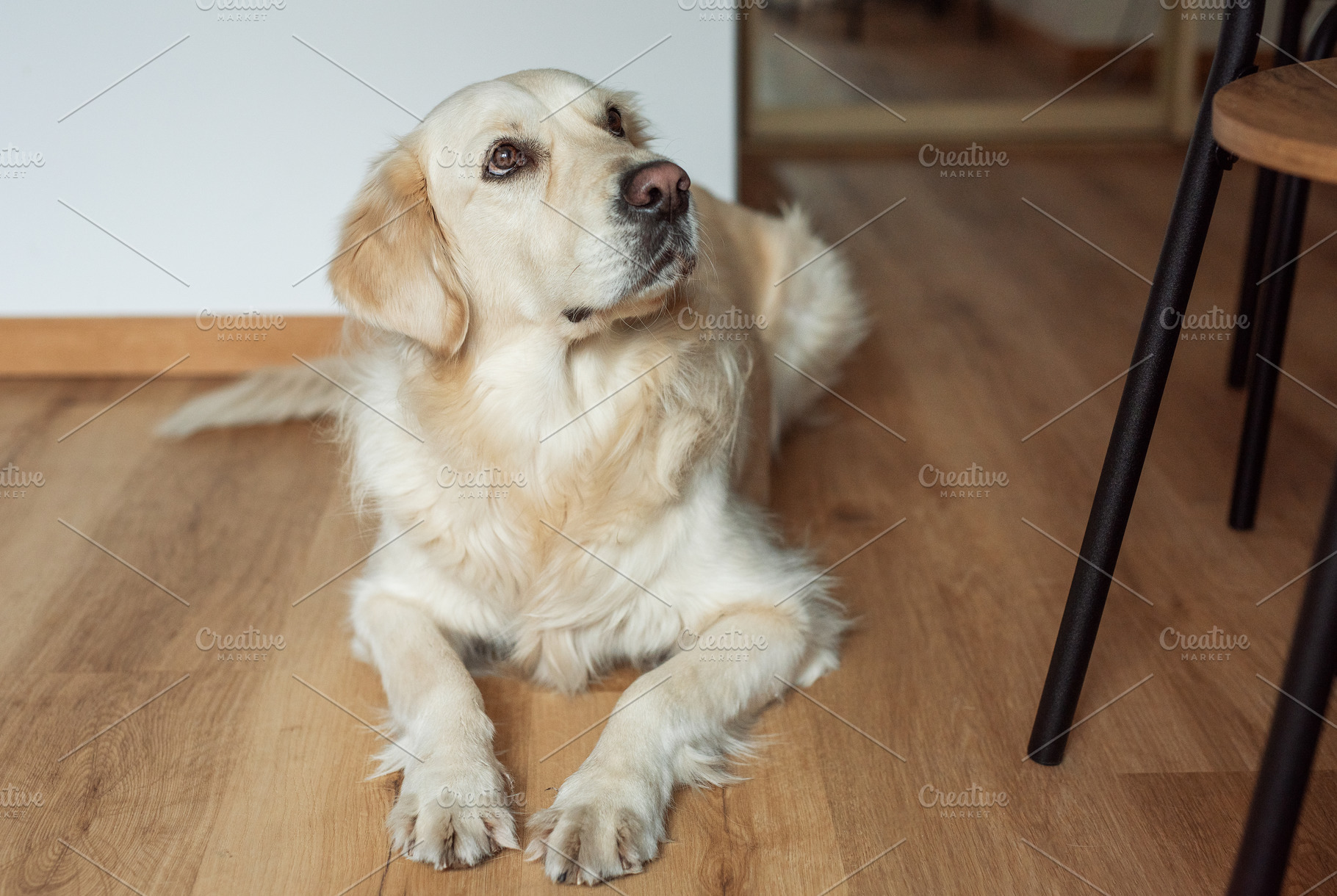 Loyal golden retriever relaxing indoors on a home floor, an Animal Photo by Olena Rudo