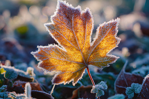 Frost on Fallen Leaf, a Nature Photo by Virgo Studio