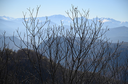 Bare bush and mountain ridge