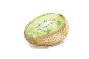 12 Kiwi Fruit Clipart Set, an Illustration by hafijul (Thumbnail 13 of 13)