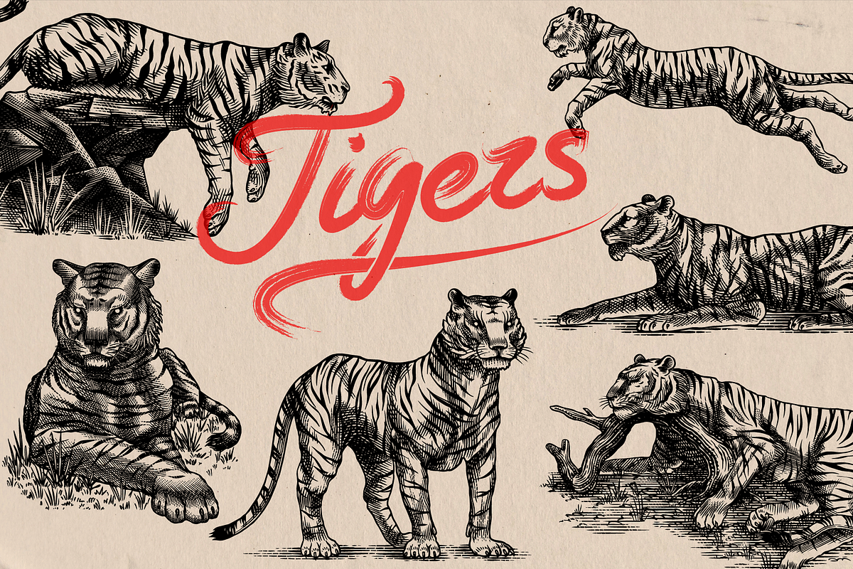 Tigers poses engraving, an Object Illustration by Arthur Balitskiy (Photo 1 of 5)