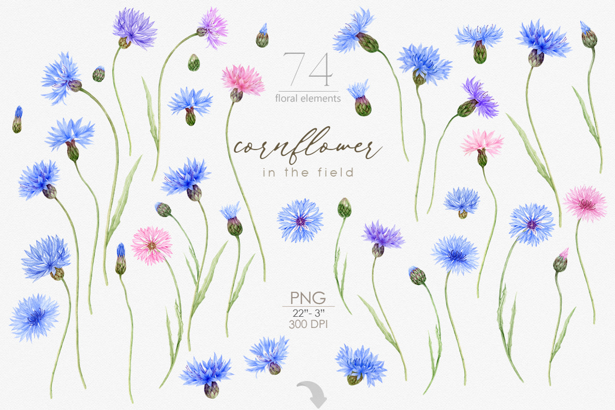 Knapweed and wildflowers collection, an Illustration by ReachDreams (Photo 2 of 12)