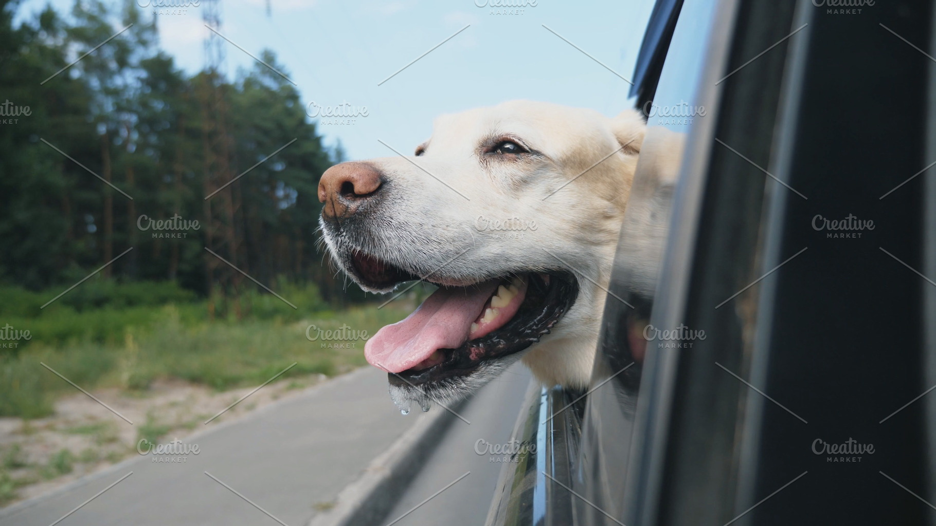 Curious dog breed labrador looks out, an Animal Photo by Footage Autor ...